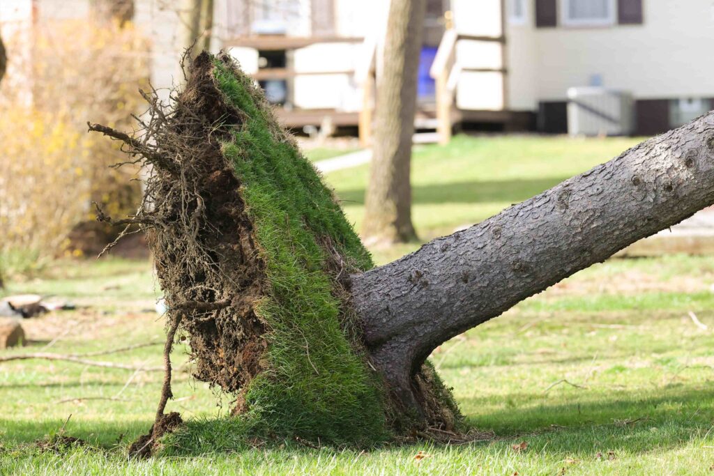 a tree that has fallen over in the grass