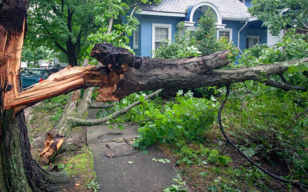 fallen tree by house