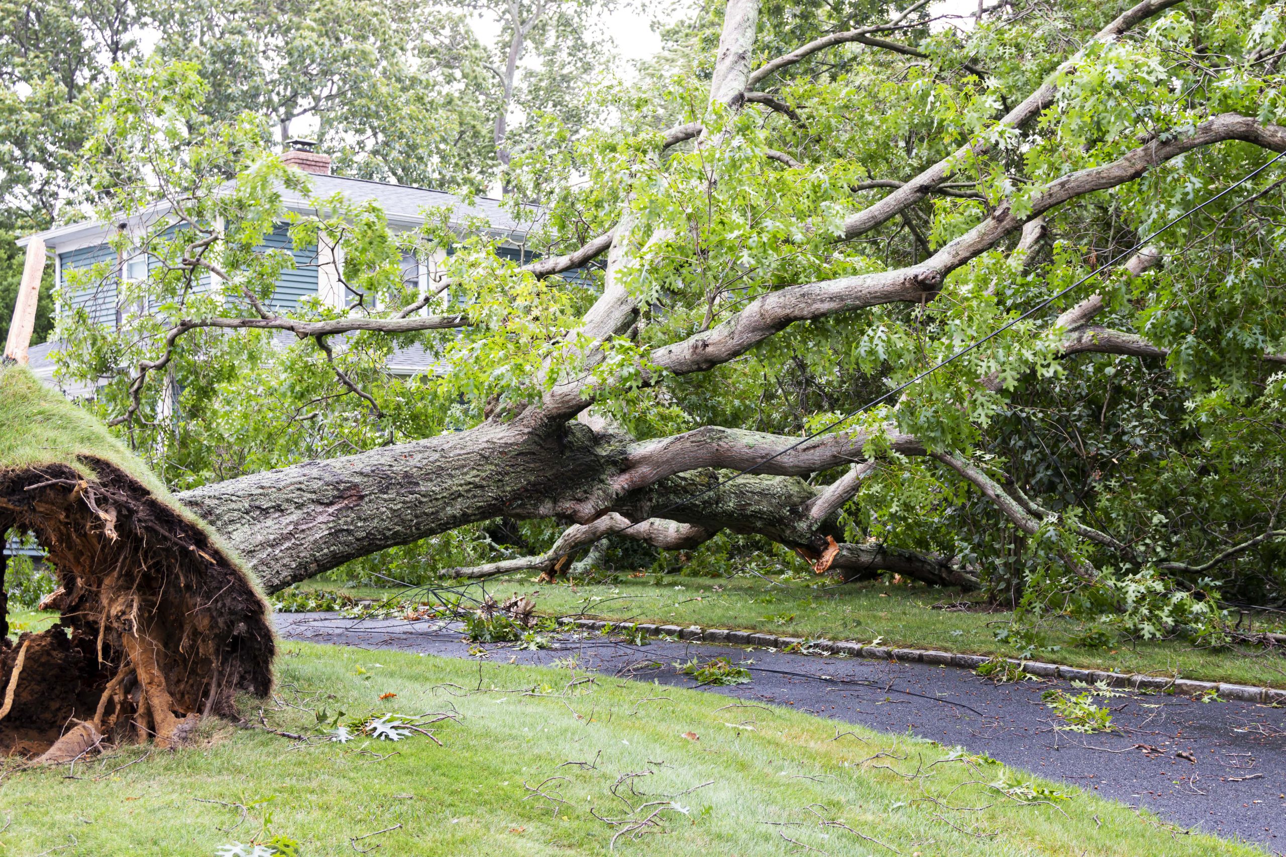 A fallen tree laying on someones driveway