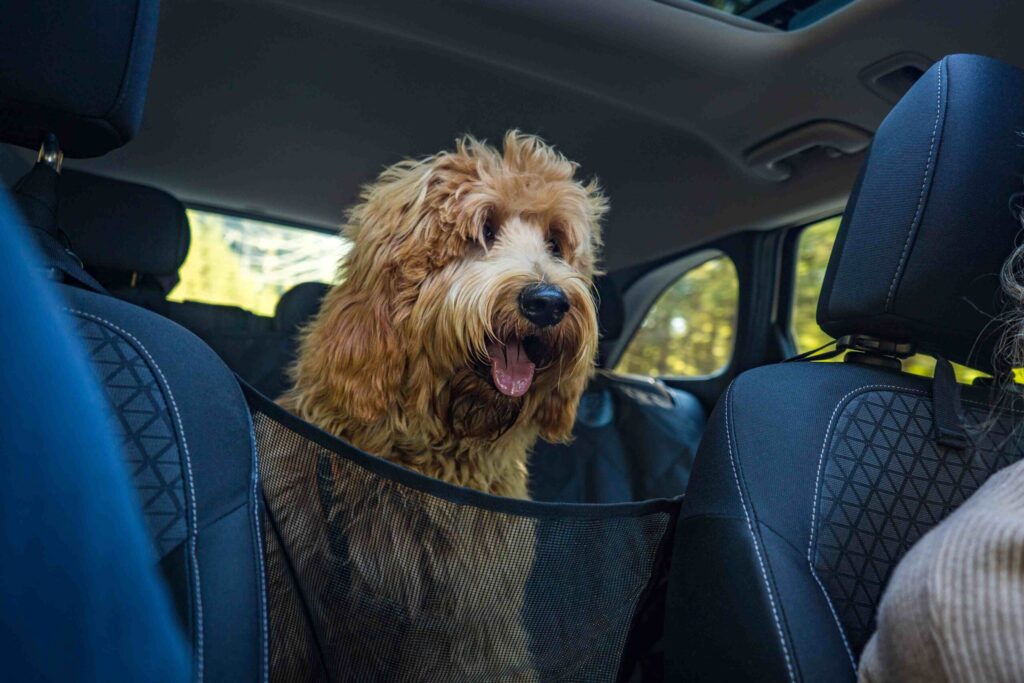 goldendoodle riding in backseat of car