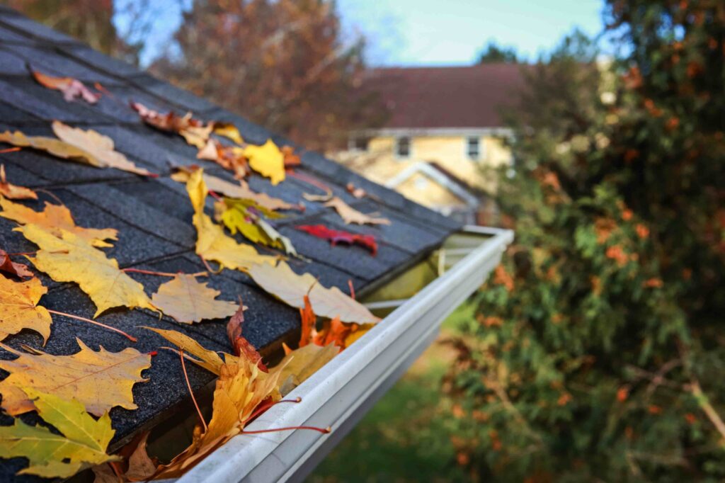 Fall leaves on roof