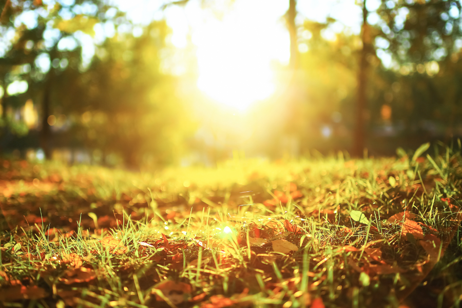 Sun over fallen leaves in the grass