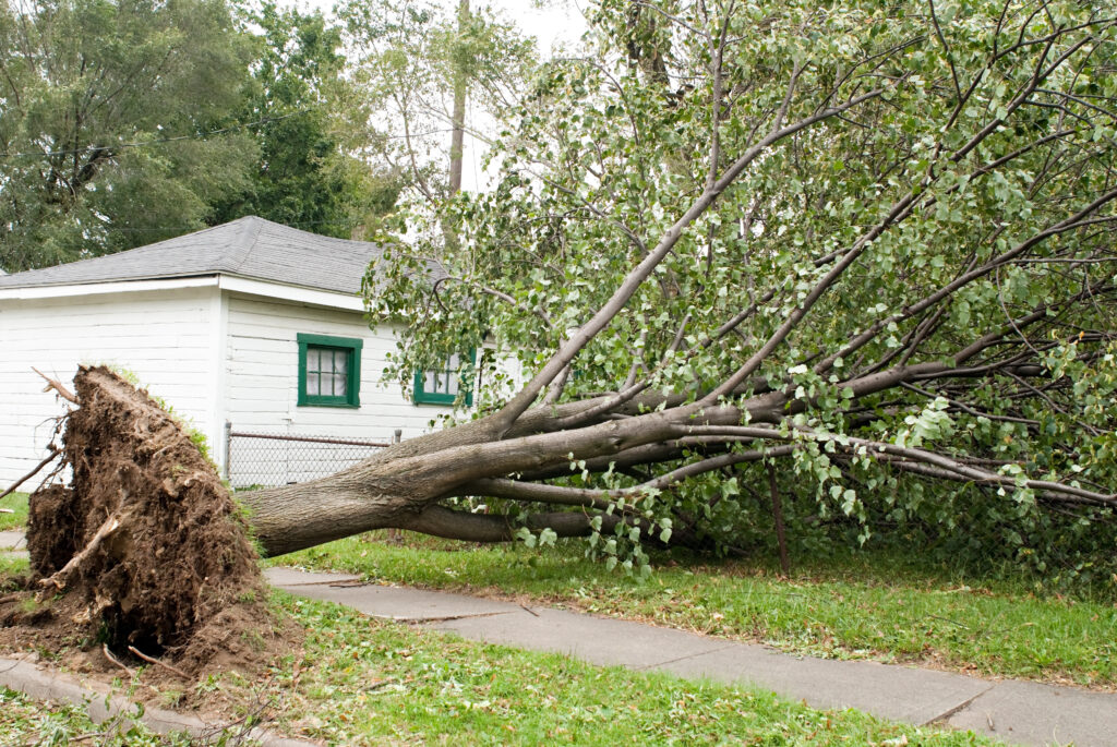 a tree that has fallen down on a house