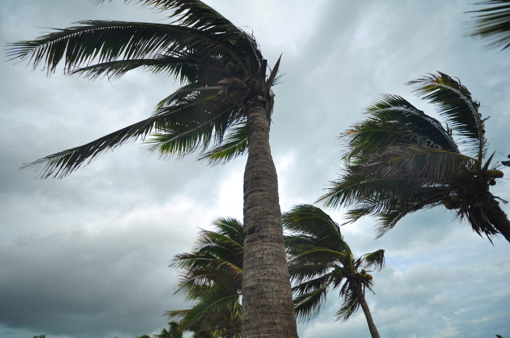 palm trees blowing in the wind on a cloudy day